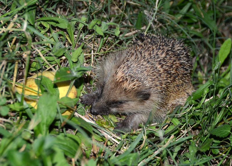Riccio - Erinaceus europaeus